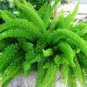 Garden Foxtail FernPurple White Mixed Colors 200 Seeds