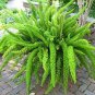 Garden Foxtail FernPurple White Mixed Colors 200 Seeds