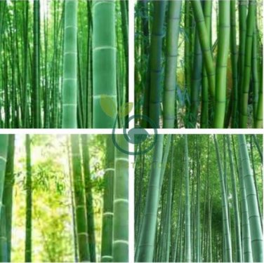 Fresh Giant Bamboo 200 Seeds