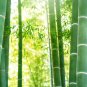 Fresh Giant Bamboo 200 Seeds