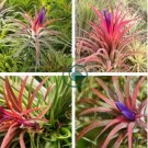 Air Plant Tillandsia Tillandsia Ionantha Soilless 100 Seeds