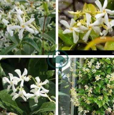 Trachelospermum Jasminoides Flower  20 Seeds