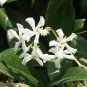 Trachelospermum Jasminoides Flower 20 Seeds