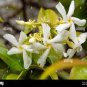 Trachelospermum Jasminoides Flower 20 Seeds