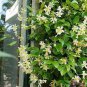 Trachelospermum Jasminoides Flower 20 Seeds