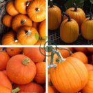 Sweet Pumpkin 20 Seeds