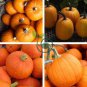 Sweet Pumpkin 20 Seeds