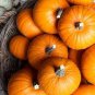Sweet Pumpkin 20 Seeds