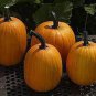 Sweet Pumpkin 20 Seeds