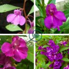 Purple Balsam Perennial Flower 40 Seeds