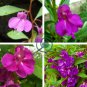 Purple Balsam Perennial Flower 40 Seeds