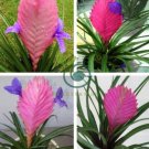 Tillandsia Cyanea Bonsai Tillandsia Orchid Potted Flower 200 Seeds