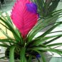Tillandsia Cyanea Bonsai Tillandsia Orchid Potted Flower 200 Seeds