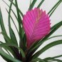 Tillandsia Cyanea Bonsai Tillandsia Orchid Potted Flower 200 Seeds