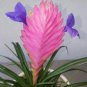 Tillandsia Cyanea Bonsai Tillandsia Orchid Potted Flower 200 Seeds
