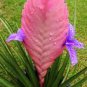 Tillandsia Cyanea Bonsai Tillandsia Orchid Potted Flower 200 Seeds