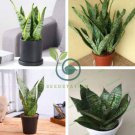 Colorful Sansevieria Seeds Bonsai Potted Balcony Indoor Plants 200 Seeds