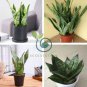 Colorful Sansevieria Seeds Bonsai Potted Balcony Indoor Plants 200 Seeds