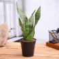 Colorful Sansevieria Seeds Bonsai Potted Balcony Indoor Plants 200 Seeds