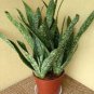 Colorful Sansevieria Seeds Bonsai Potted Balcony Indoor Plants 200 Seeds