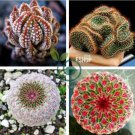 Succulents Bonsai Echinopsis Tubiflora Cactus Flores 200 Seeds