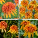 Orange Marmalade Echinacea Perennial Coneflower 400 Seeds