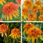Orange Marmalade Echinacea Perennial Coneflower 400 Seeds