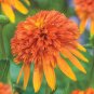 Orange Marmalade Echinacea Perennial Coneflower 400 Seeds