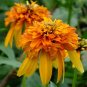Orange Marmalade Echinacea Perennial Coneflower 400 Seeds