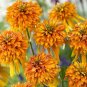 Orange Marmalade Echinacea Perennial Coneflower 400 Seeds