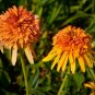 Orange Marmalade Echinacea Perennial Coneflower 400 Seeds