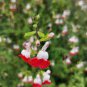 Salvia microphylla ' Hot Lips' Bonsai Potted Plant DIY Home Garden 200 Seeds