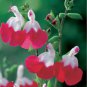 Salvia microphylla ' Hot Lips' Bonsai Potted Plant DIY Home Garden 200 Seeds