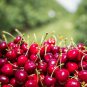 Chinese Red Sweet Cherry Fruit 40 Seeds