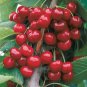Chinese Red Sweet Cherry Fruit 40 Seeds