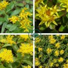Aizoon Stonecrop Sedum 100 Seeds