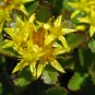 Aizoon Stonecrop Sedum 100 Seeds
