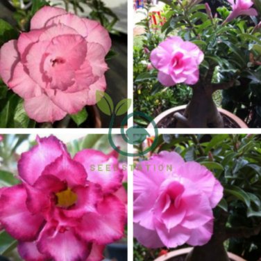 'Dancing Pink Girl' Adenium Desert Rose 4 Seeds