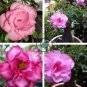 'Dancing Pink Girl' Adenium Desert Rose 4 Seeds