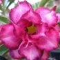 'Dancing Pink Girl' Adenium Desert Rose 4 Seeds