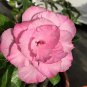 'Dancing Pink Girl' Adenium Desert Rose 4 Seeds