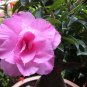'Dancing Pink Girl' Adenium Desert Rose 4 Seeds