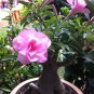 'Dancing Pink Girl' Adenium Desert Rose 4 Seeds