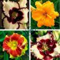 Mixed Tawny Daylily 400 Seeds
