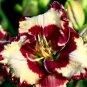 Mixed Tawny Daylily 400 Seeds