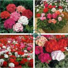 Mixed 8 Colors of Geranium 60 Seeds