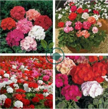 Mixed 8 Colors of Geranium 60 Seeds