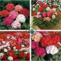Mixed 8 Colors of Geranium 60 Seeds