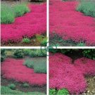 Creeping Thyme 600 Seeds