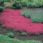 Creeping Thyme 600 Seeds